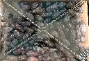 BIO-FANCY XL-2022.webp